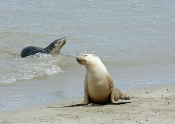 lions de mer